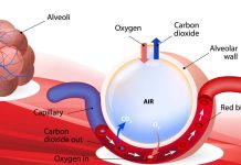 The new tattoo-like sensor made with Fibroin can read the oxygen levels in the blood