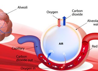 The new tattoo-like sensor made with Fibroin can read the oxygen levels in the blood