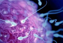 Hypermutation in children may be linked to increased mutations in the sperm of the biological father