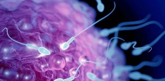 Hypermutation in children may be linked to increased mutations in the sperm of the biological father