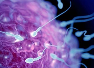 Hypermutation in children may be linked to increased mutations in the sperm of the biological father