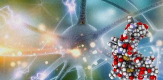 Brain-derived neurotrophic factor (BDNF) plays an essential role in neuroregeneration and neuroprotection