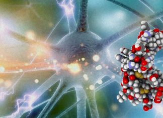 Brain-derived neurotrophic factor (BDNF) plays an essential role in neuroregeneration and neuroprotection