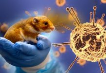 The rapidly evolving new betacoronavirus called the Grimso virus could be a threat to humans