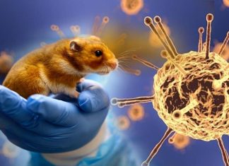 The rapidly evolving new betacoronavirus called the Grimso virus could be a threat to humans
