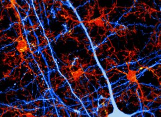 Long-Term Anti-Anxiety Drug Use Affects the Brain