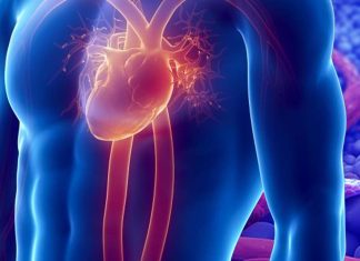 Heart Attack: METRNL stimulates vascularization and reduces scarring
