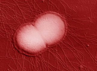 New Super Drug Resistant Strain Of Neisseria Gonorrhoeae Originating From South-East Asia Now Spreading In Europe