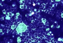AVG-388 drug targets a key part of the respiratory syncytial virus (RSV)
