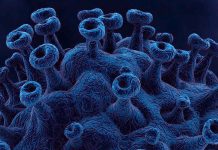 SARS-CoV-2 reinfection contributes additional risks of all-cause mortality