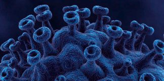 SARS-CoV-2 reinfection contributes additional risks of all-cause mortality
