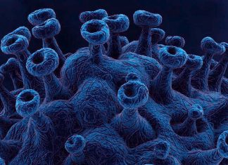 SARS-CoV-2 reinfection contributes additional risks of all-cause mortality