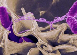 New Variant Of Salmonella ST34 Strain Causing New Outbreak In The U.S.