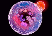 Autophagy: The recycling and repair process within cells has enormous potential to help fight aging-related diseases