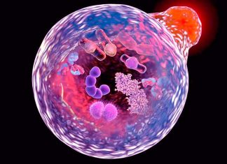 Autophagy: The recycling and repair process within cells has enormous potential to help fight aging-related diseases