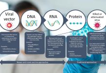 Scientists have published the first analysis of how four types of COVID-19 vaccines prepare the body to fight SARS-CoV-2