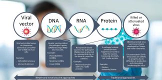 Scientists have published the first analysis of how four types of COVID-19 vaccines prepare the body to fight SARS-CoV-2