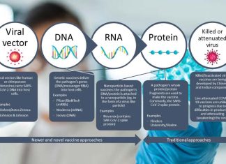 Scientists have published the first analysis of how four types of COVID-19 vaccines prepare the body to fight SARS-CoV-2