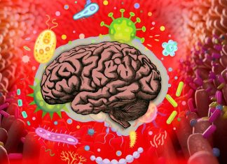 By killing essential gut bacteria Antibiotics ravage athletes motivation and endurance