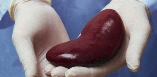I medici hanno sviluppato un modo per fornire trapianti renali pediatrici senza farmaci immunosoppressori
