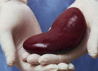 I medici hanno sviluppato un modo per fornire trapianti renali pediatrici senza farmaci immunosoppressori