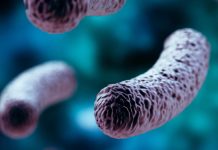 Metabolite produced by bacteria in the gut promotes neural cell death resulting in cognitive decline
