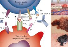Researchers have identified a method to degrade the PD-L1 of the tumor cell surface, thus making the tumors susceptible to immune attack