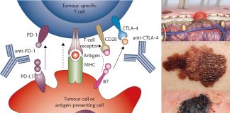 Researchers have identified a method to degrade the PD-L1 of the tumor cell surface, thus making the tumors susceptible to immune attack