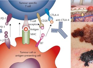 Researchers have identified a method to degrade the PD-L1 of the tumor cell surface, thus making the tumors susceptible to immune attack
