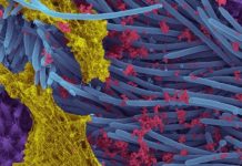 SARS-CoV-2 ORF10 danneggia le ciglia