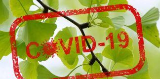 Il Ginkgo Biloba inibisce il Coronavirus – Potenziale erba per curare il COVID-19