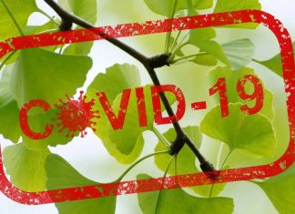 Il Ginkgo Biloba inibisce il Coronavirus – Potenziale erba per curare il COVID-19
