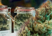 High-potency cannabis use is associated with an increased risk of addiction – mental health problems