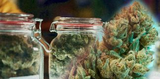 High-potency cannabis use is associated with an increased risk of addiction – mental health problems