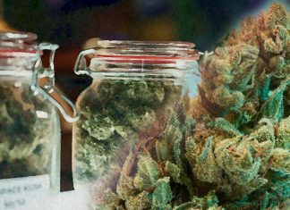 High-potency cannabis use is associated with an increased risk of addiction – mental health problems