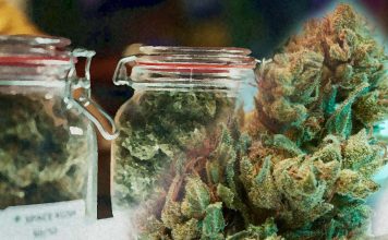 High-potency cannabis use is associated with an increased risk of addiction – mental health problems