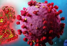 Lactoferrin as Antiviral Treatment in COVID-19
