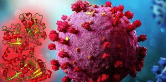 Lactoferrin as Antiviral Treatment in COVID-19