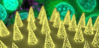 New antibody-based method for rapid detection of SARS-CoV-2 uses interstitial fluid (ISF)