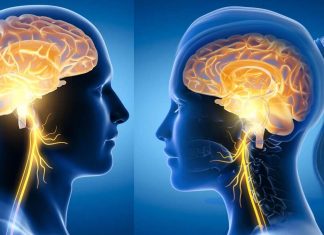 La stimolazione del nervo vago aumenta l’apprendimento in un sistema nervoso sano
