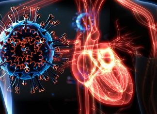 French Researchers Identify Two Unique Phenotypes of SARS-CoV-2 Infections Related Myocarditis