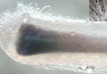 The Chemical Controlling Life and Death in Hair Follicles Identified: New treatment options for baldness and therapies to speed up wound healing