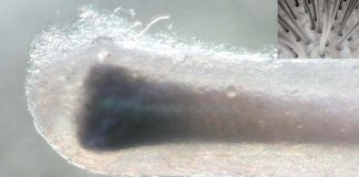 The Chemical Controlling Life and Death in Hair Follicles Identified: New treatment options for baldness and therapies to speed up wound healing