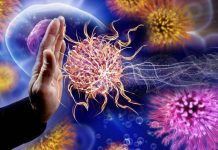 Grandmother hypothesis: highly infectious diseases like gonorrhea might have impacted human evolution