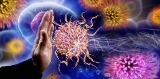 Grandmother hypothesis: highly infectious diseases like gonorrhea might have impacted human evolution