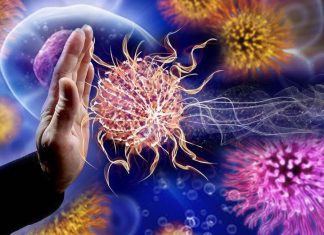 Grandmother hypothesis: highly infectious diseases like gonorrhea might have impacted human evolution