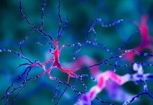 Abnormalities in the SOD1 protein are a common factor in all types of motor neuron diseases