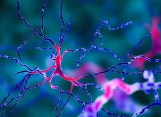 Abnormalities in the SOD1 protein are a common factor in all types of motor neuron diseases
