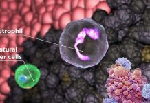 A chemical engineer from Purdue University has improved the method for mass production of CAR neutrophils