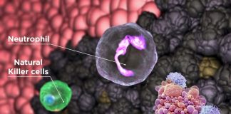 A chemical engineer from Purdue University has improved the method for mass production of CAR neutrophils